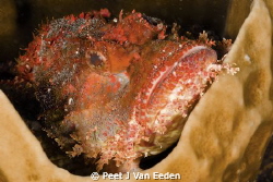 My home is a cup in the ocean by Peet J Van Eeden 
